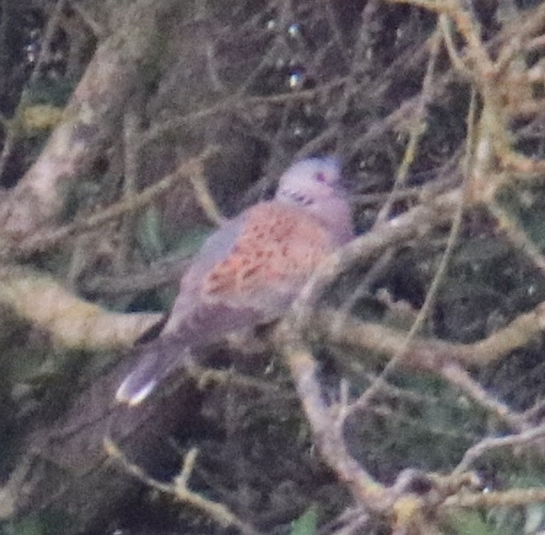European Turtle-Dove
