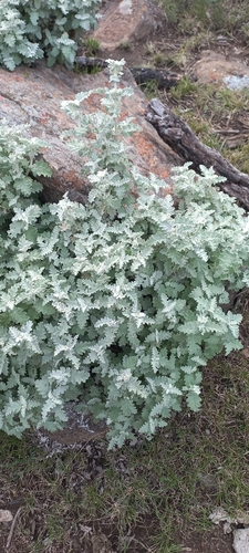 Karoo Sage