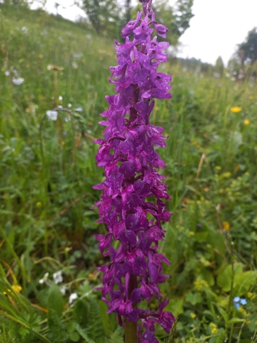 Early Purple Orchid