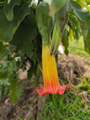 Red Angel's Trumpet