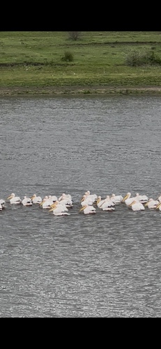 Great White Pelican