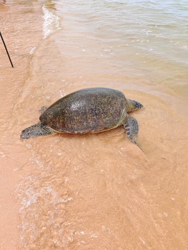 Chelonia mydas