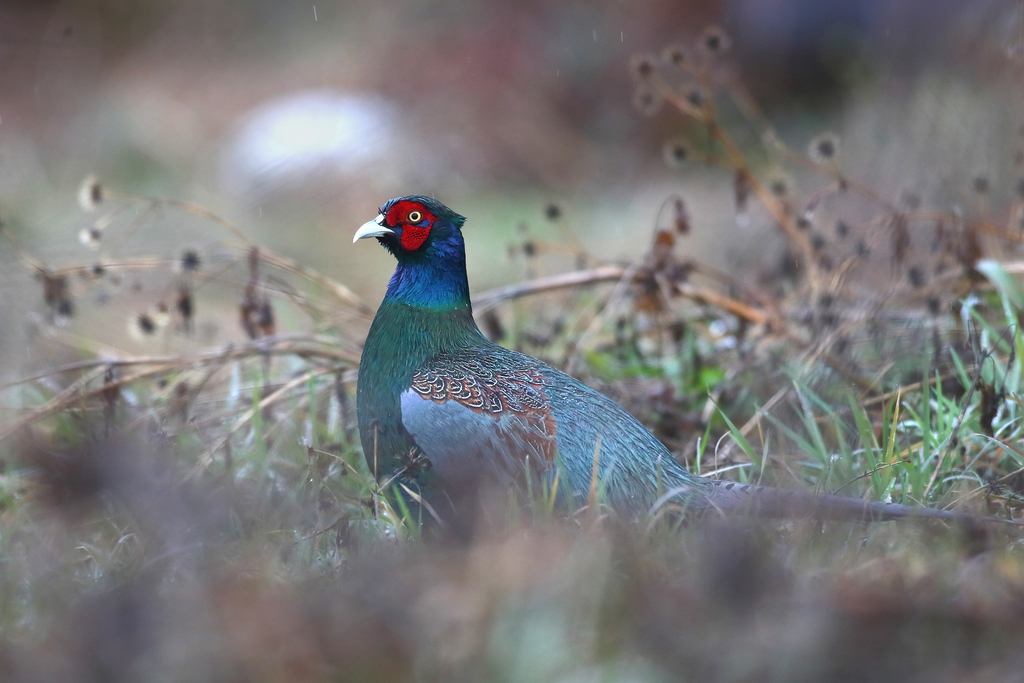 Japanese Green Pheasant (Subspecies Phasianus colchicus versicolor