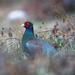 Japanese Green Pheasant - Photo (c) Carlos N. G. Bocos, all rights reserved, uploaded by Carlos N. G. Bocos