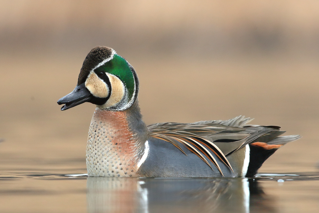 Baikal Teal photo