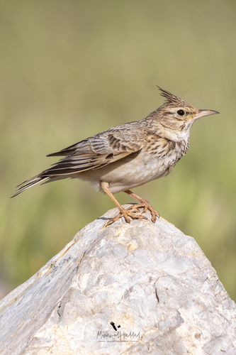 Galerida cristata macrorhyncha