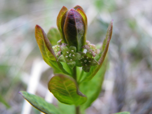 Northern Comandra