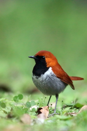 Erithacus komadori namiyei (Stejneger, 1886)