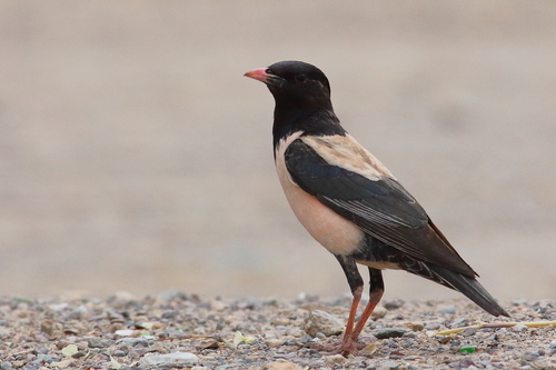 Rosy Starling