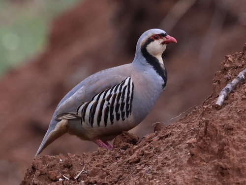 Chukar