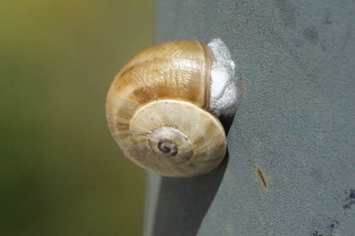 Theba pisana