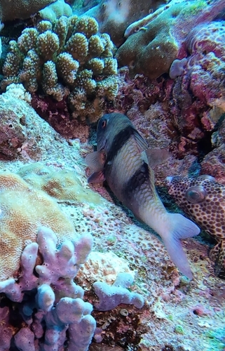 Parupeneus trifasciatus
