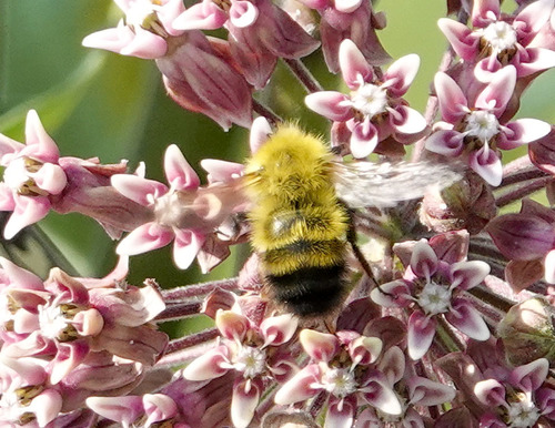 Perplexing Bumble Bee