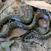 Mud Snake - Photo (c) Matthieu Berroneau, all rights reserved