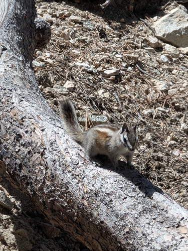 Lodgepole Chipmunk observed by scott62285