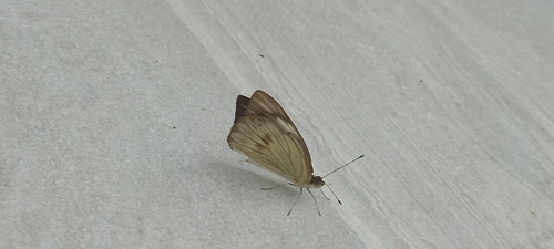 Great Southern White