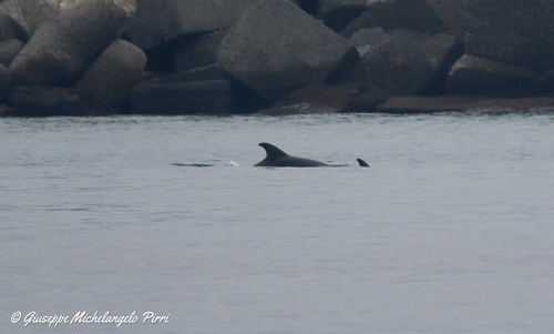 Tursiops truncatus