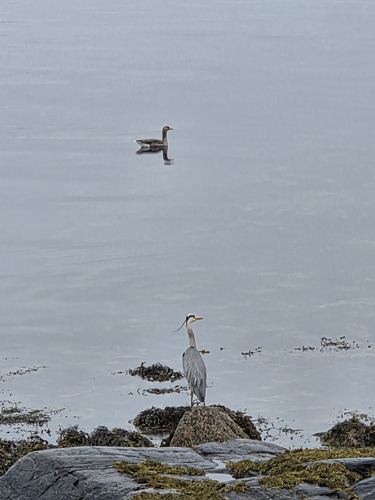 Greylag Goose