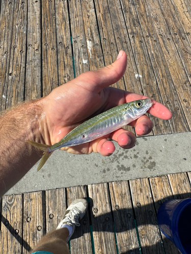 Decapterus punctatus