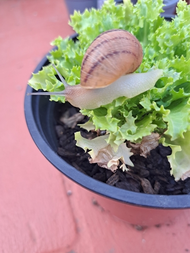 Cornu aspersum