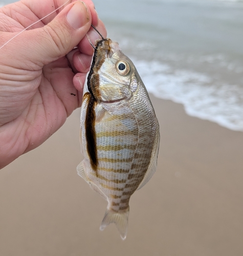 Amphistichus argenteus
