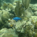 Mero Maya - Photo (c) lobfish, todos los derechos reservados