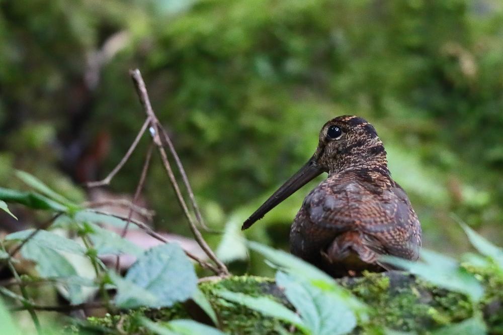 Javan Woodcock (Scolopax saturata) photo