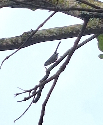 Masked Gnatcatcher