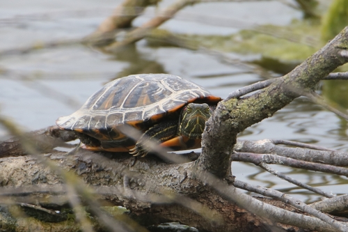 Trachemys scripta elegans