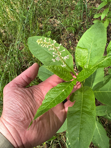 American pokeweed