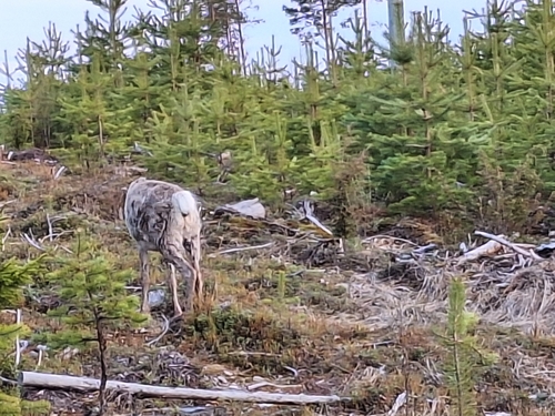 Domestic Reindeer observed by edwardkluen