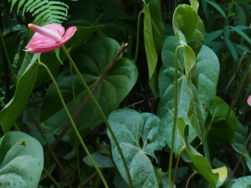 Anthurium hybridum image