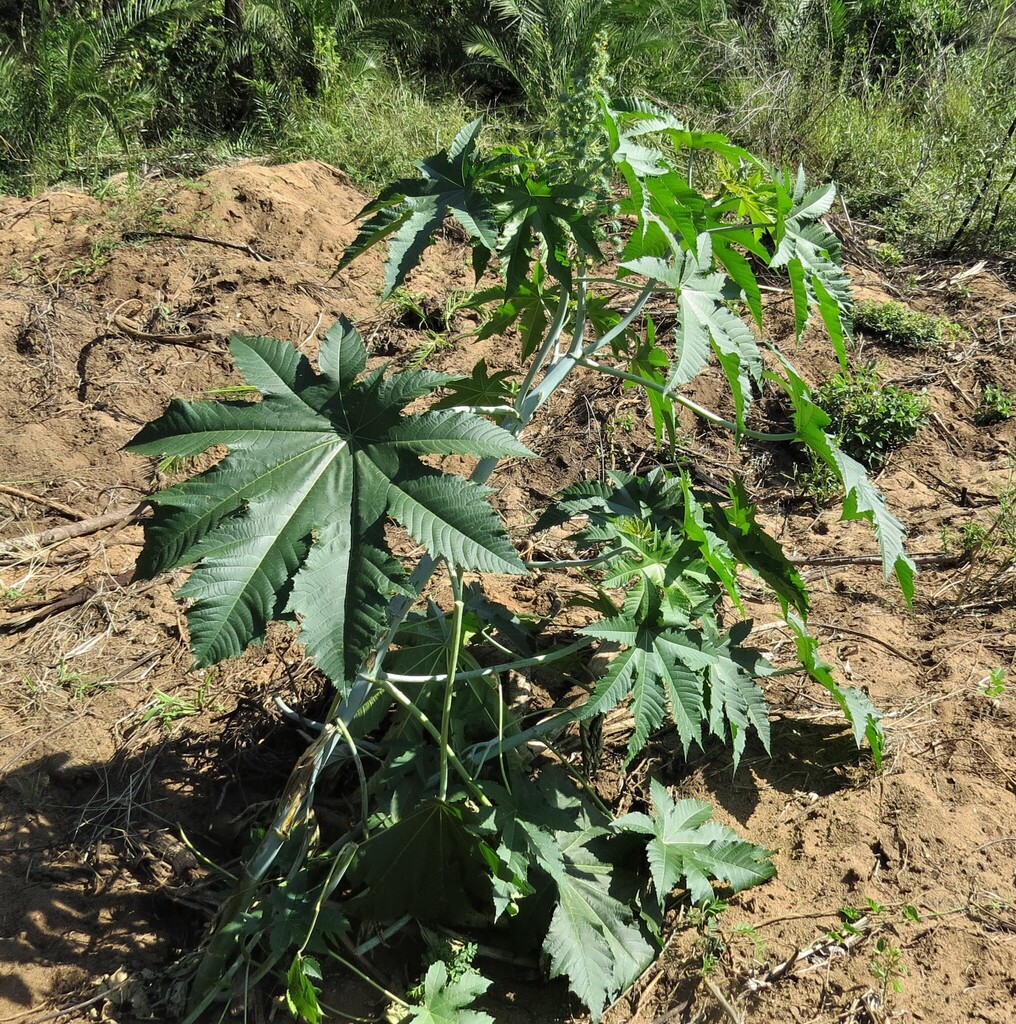 Castor bean (Mbuluzi - Common Alien Invasive Weeds) · iNaturalist