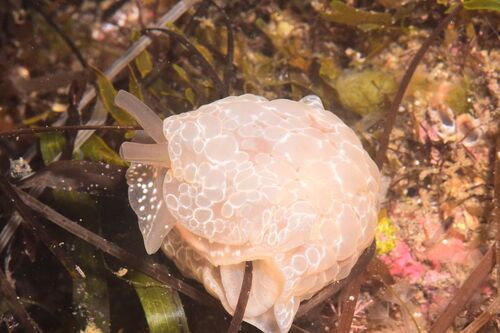 Berthella ocellata