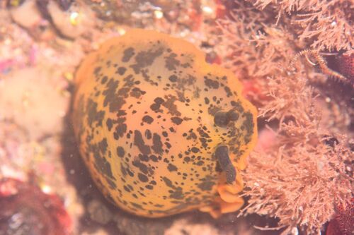 Dendrodoris limbata