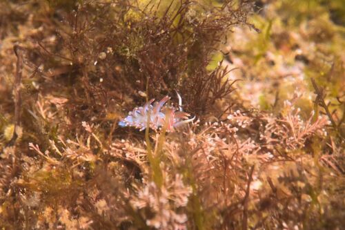Facelina auriculata