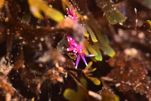 Edmundsella pedata
