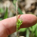 Carex careyana - Photo (c) J. Kevin England, todos los derechos reservados, subido por J. Kevin England
