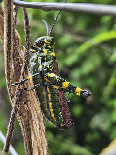 Soldier Grasshopper