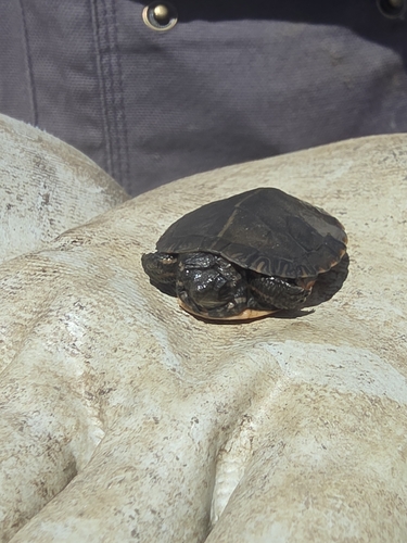 Chrysemys picta