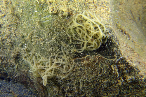 Bursatella leachii
