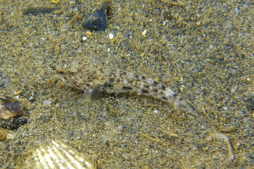 Gobius cobitis