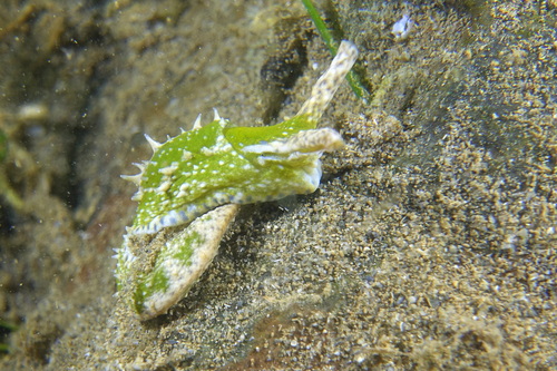 Oxynoe olivacea