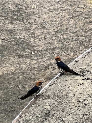 Lesser Striped Swallow