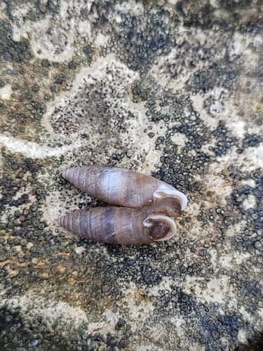Granaria variabilis