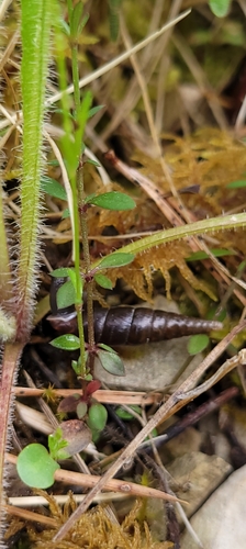 Cochlodina laminata