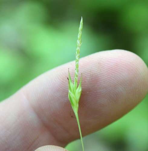 Carex basiantha Steud.