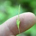 Carex basiantha - Photo (c) J. Kevin England, todos los derechos reservados, uploaded by J. Kevin England