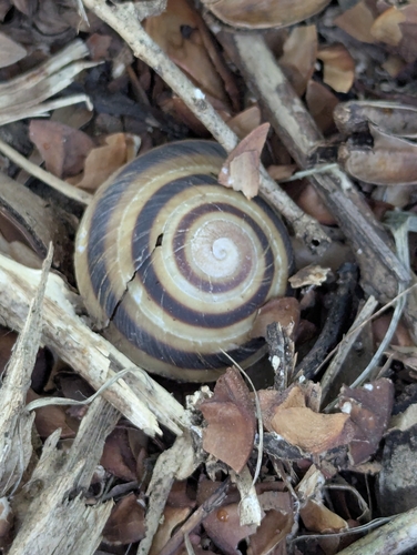 Caracolus marginella