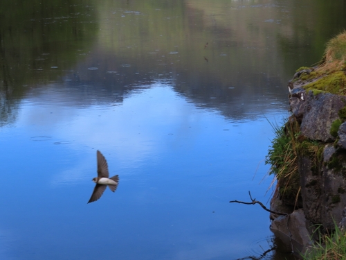 Bank Swallow